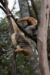 Fototapeta premium Mono Aullador (Caraya) en la rama de un arbol. La Cumbre, Cordoba, Argentina