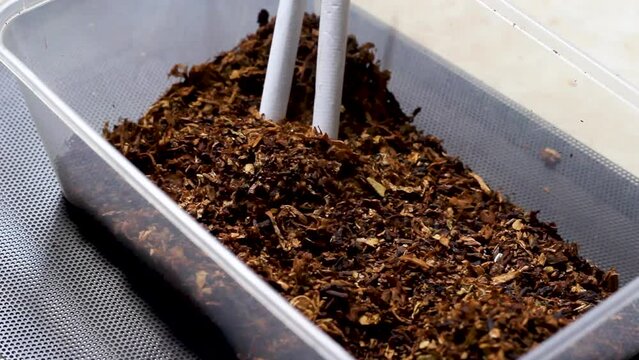 Pinrang, Sulawesi Selatan Indonesia. 
Tobacco in a plastic tupperware.
July 14 2023