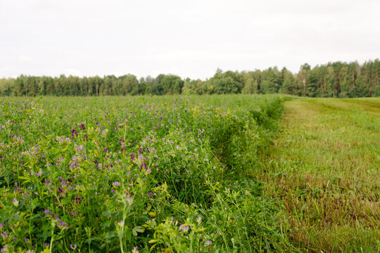 Field of flowering alfalfa in the summer. Alfalfa field in spring against the sky. Stems with leaves and flowers of alfalfa in a field. Green field of alfalfa, Medicago sativa.
