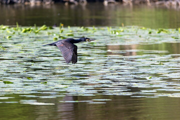 Cormorano in volo che trasporta un ramoscello