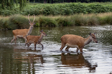 Family of deer crossing over the shallow pond