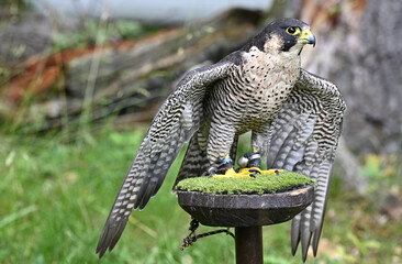 Peregrine falcon bird of prey falconry theme