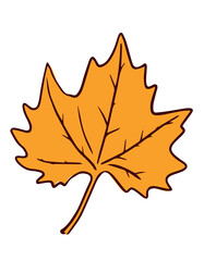 Autumn maple leaf isolated on white background. Fall orange leaf illustration. 