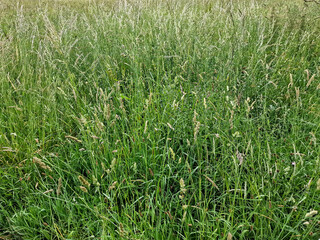 Looking over a tall grass meadow in the summer