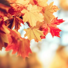 Autumn maple leaves in park. Yellow, red and orange colors. Airy tree branch against blurred sky. Fall in nature and weather concept