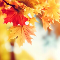 Autumn maple leaves in park. Yellow, red and orange colors. Airy tree branch against blurred sky. Fall in nature and weather concept