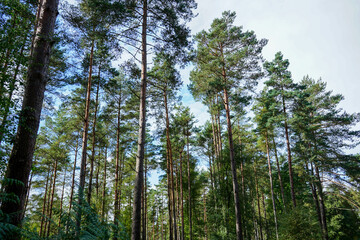 Looking in to a woodland of pine tree trunks