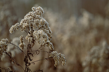 beautiful dry grass in the meadow in winter, close up
