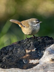 Closeup shot of Tasmanian scrubwren, Sericornis humilis.