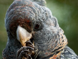 Closeup shot of a female gang-gang cockatoo, Callocephalon fimbriatum.
