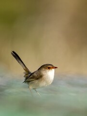 Closeup shot of a female superb fairywren, Malurus cyaneus.