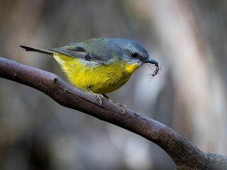 Eastern yellow robin perched on a tree branch with an ant in its beak. Eopsaltria australis.