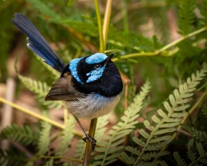 Closeup shot of a male superb fairywren, Malurus cyaneus.