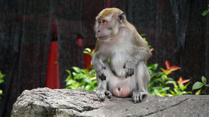 batu caves monkey