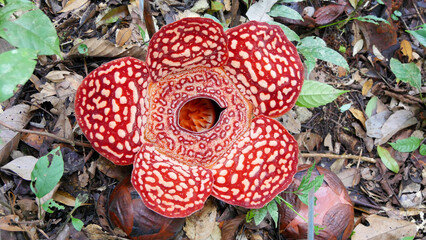 rafflesia flower