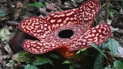 rafflesia flower