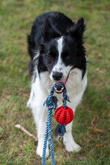 A young black and white border collie is playing with a rope with a red ball in the park, color photo in the summer