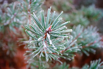 Naklejka na ściany i meble Close up of frozen pine tree needles