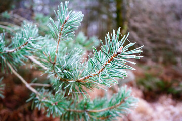 Naklejka na ściany i meble Close up of frozen pine tree needles