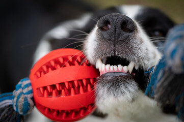 Young black and white border collie which is playing with a ball on the rope, detail of a teethe...