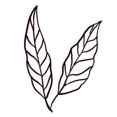 floral line art doodle element, for background, wallpaper, pattern 