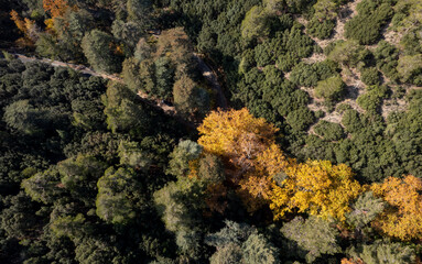 Drone aerial top view of green and yellow trees in autumn. Forest landscape