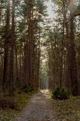 Path in the forest with trees and leaves in autumn, Poland.