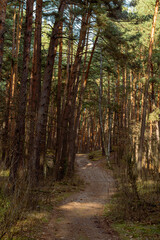 Path in the forest with trees and leaves in autumn, Poland.