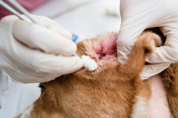 Veterinarian cleaning dog's ear of otitis