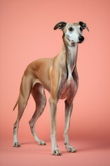 tan and white greyhound full length portrait isolated on plain pink studio background