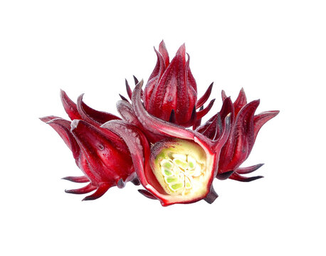 Hibiscus sabdariffa or roselle fruits transparent png