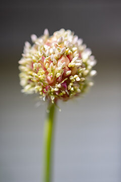 Fleur d'ail &agrave; maturit&eacute; avec mini cailleux, verticale, 