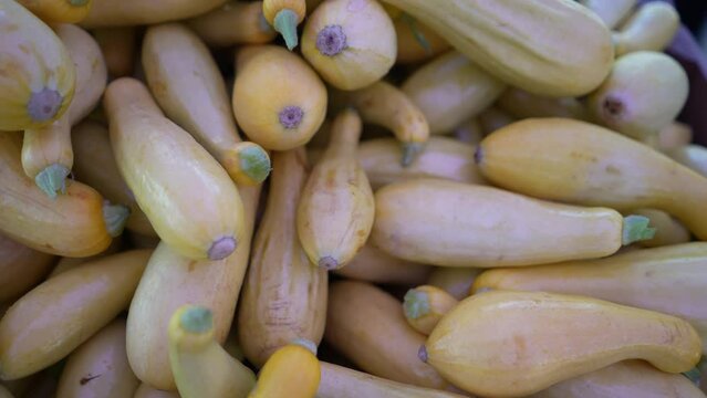 Display of fresh yellow squash on display for sale at local farmers market.