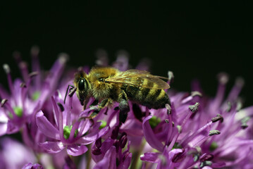 Honey bee, Apis mellifera