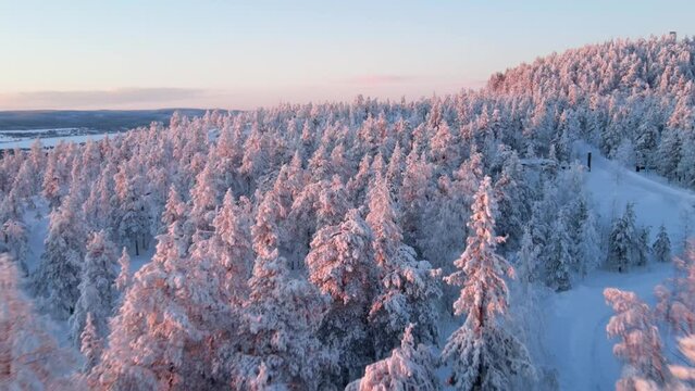 Aerial view of beautiful tress