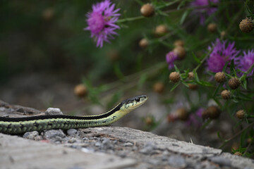 Close up of a garter snake slithering along the gravel walkway at the edge of a flower garden 