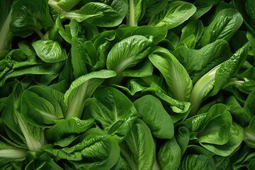 Fototapeta na wymiar Fresh Spring Salad Mix with an abundance of dark green lettuce leaves