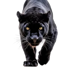 Poster Im Rahmen A majestic black panther walking towards the camera in the wild. Isolated background. Transparent PNG. Generative AI © byarnoldus