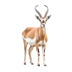 Naklejka na ściany i meble A solitary antelope standing against a striking black backdrop. Isolated background. Transparent PNG. Generative AI