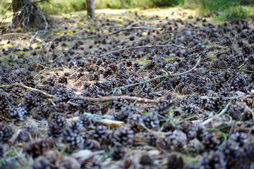 Pine cones on the forest floor