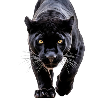 A majestic black panther walking towards the camera in the wild. Isolated background. Transparent PNG. Generative AI