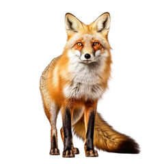 Fototapeta premium A solitary red fox against a dark backdrop. Isolated background. Transparent PNG. Generative AI