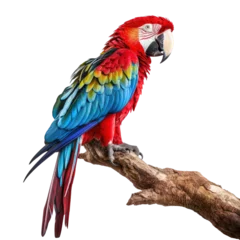 Raamstickers A vibrant parrot perched on a tree branch against a colorful backdrop. Isolated background. Transparent PNG. Generative AI © byarnoldus
