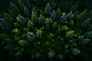 The tree forest is shown from above, landscape backgrounds. 