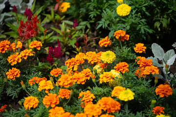 mostly orange and yellow marigolds in the sun