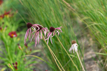 coneflowers and grass in the wind