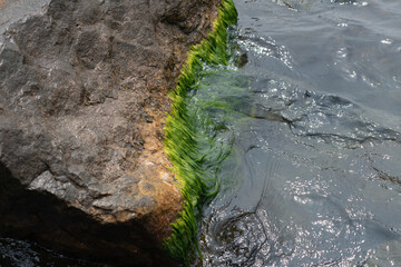 contrast of textures hard stone surface with swaying green algae and liquid lake water