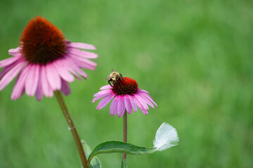 coneflowers and bee on green background