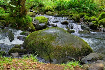Naklejka na ściany i meble stream and stone in the forest