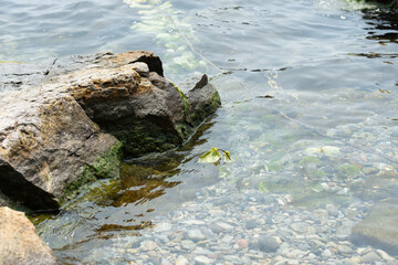 water at the edge of the lake with stones and pebbles